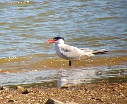Pagaza piquirroja (Hydroprogne caspia)