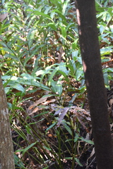 Acrostichum danaeifolium