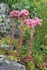 Sempervivum