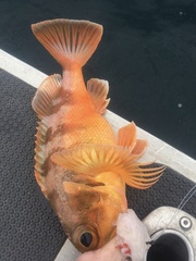 Helicolenus percoides