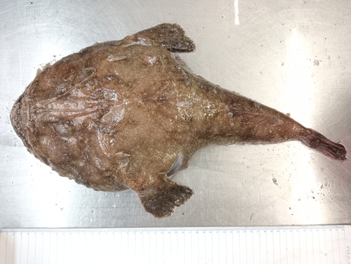 Blackbellied angler (Lophius budegassa) — Lophiidae — 5