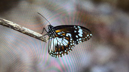Swamp Tiger Butterfly
