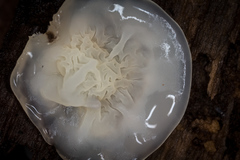 Merulius tremellosus