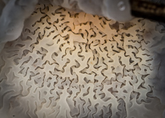 Merulius tremellosus