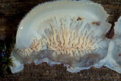 Merulius tremellosus