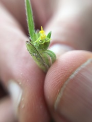 Melampodium sericeum