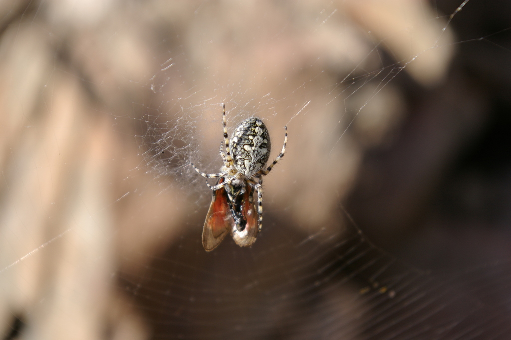 Aculepeira carbonaria