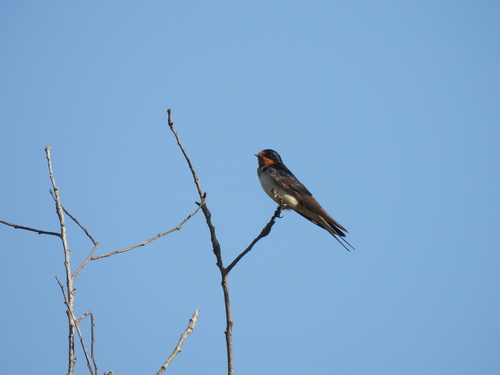 iNaturalist observation photo of Barn Swallow
