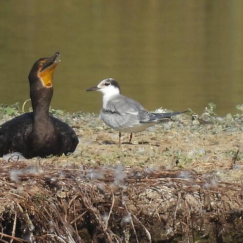 iNaturalist observation photo of Common Tern
