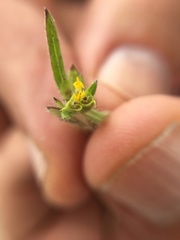 Melampodium sericeum