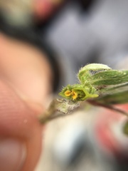 Melampodium sericeum