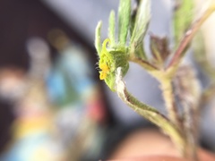 Melampodium sericeum