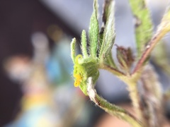 Melampodium sericeum