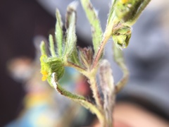 Melampodium sericeum