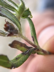 Melampodium sericeum