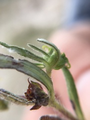 Melampodium sericeum