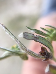 Melampodium sericeum