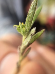 Melampodium sericeum