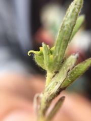 Melampodium sericeum