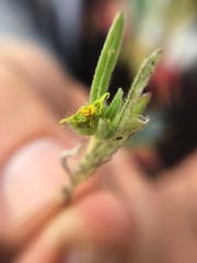 Melampodium sericeum