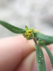 Melampodium sericeum