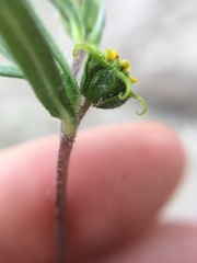 Melampodium sericeum