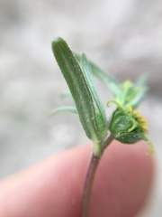 Melampodium sericeum