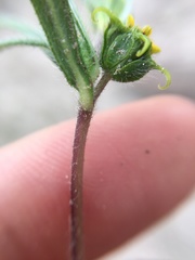 Melampodium sericeum