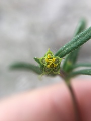 Melampodium sericeum