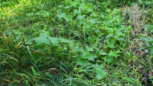 prickly cucumber