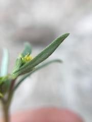 Melampodium sericeum