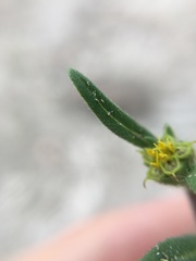 Melampodium sericeum