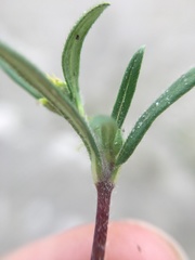 Melampodium sericeum