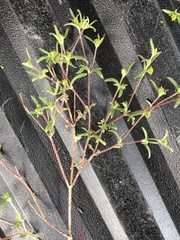 Melampodium sericeum