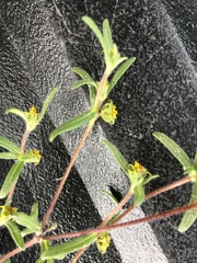 Melampodium sericeum