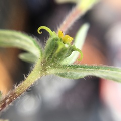 Melampodium sericeum