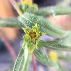 Melampodium sericeum