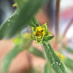 Melampodium sericeum