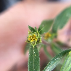 Melampodium sericeum