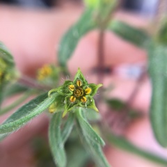 Melampodium sericeum