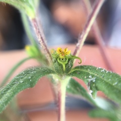 Melampodium sericeum