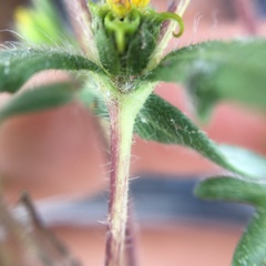 Melampodium sericeum