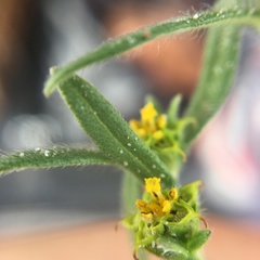 Melampodium sericeum