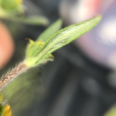 Melampodium sericeum