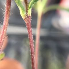 Melampodium sericeum