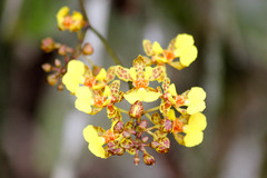 Trichocentrum ascendens