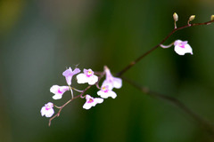 Ionopsis utricularioides