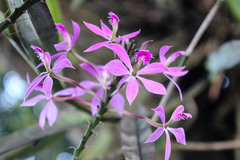 Epidendrum flexuosum