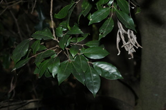 Acronychia wilcoxiana