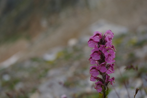 Flesh-pink Lousewort (Pedicularis rostratospicata)
